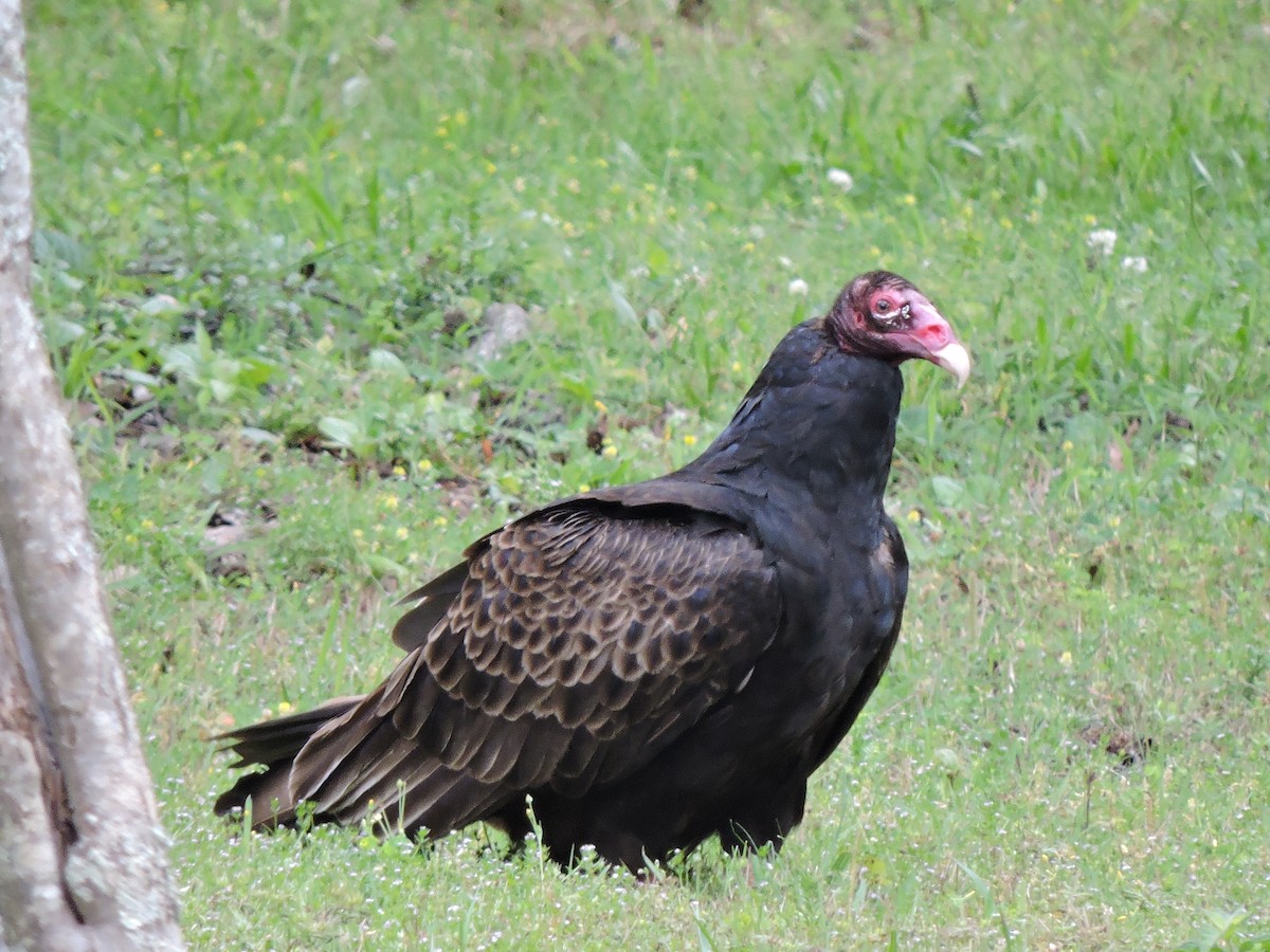Turkey Vulture - ML29741981