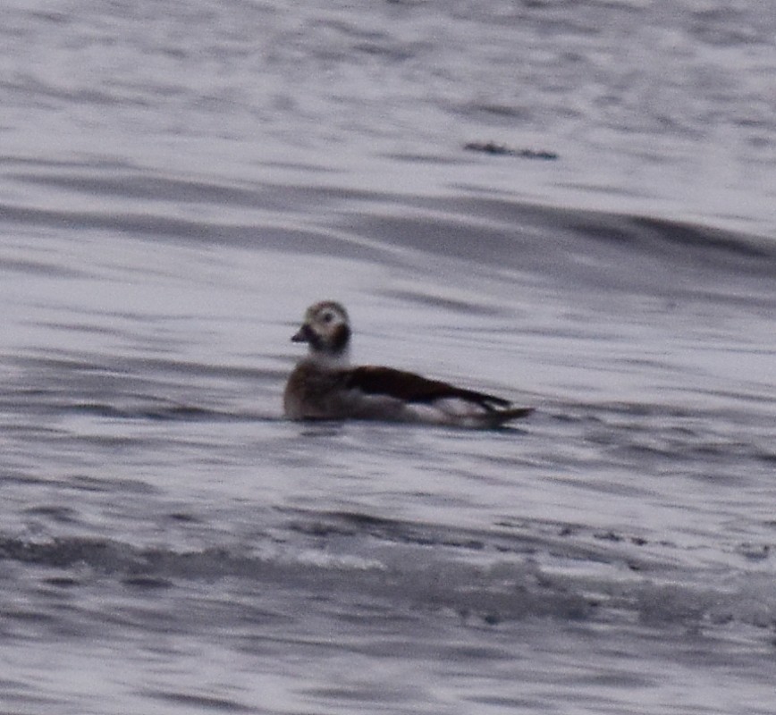 Long-tailed Duck - ML297420491