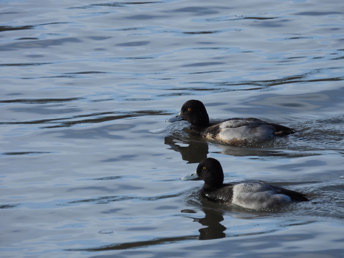 Greater Scaup - Phil Thompson