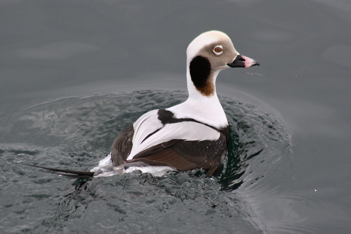 Long-tailed Duck - ML297422521