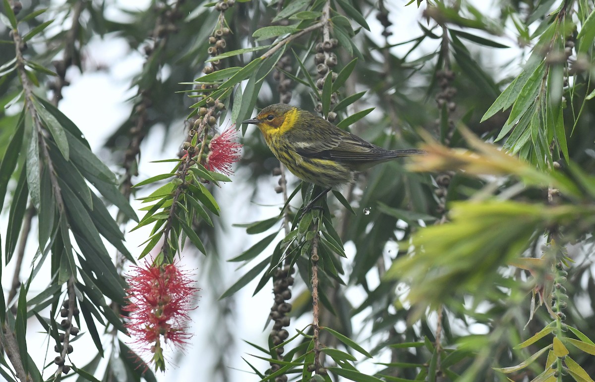 Cape May Warbler - ML297430851
