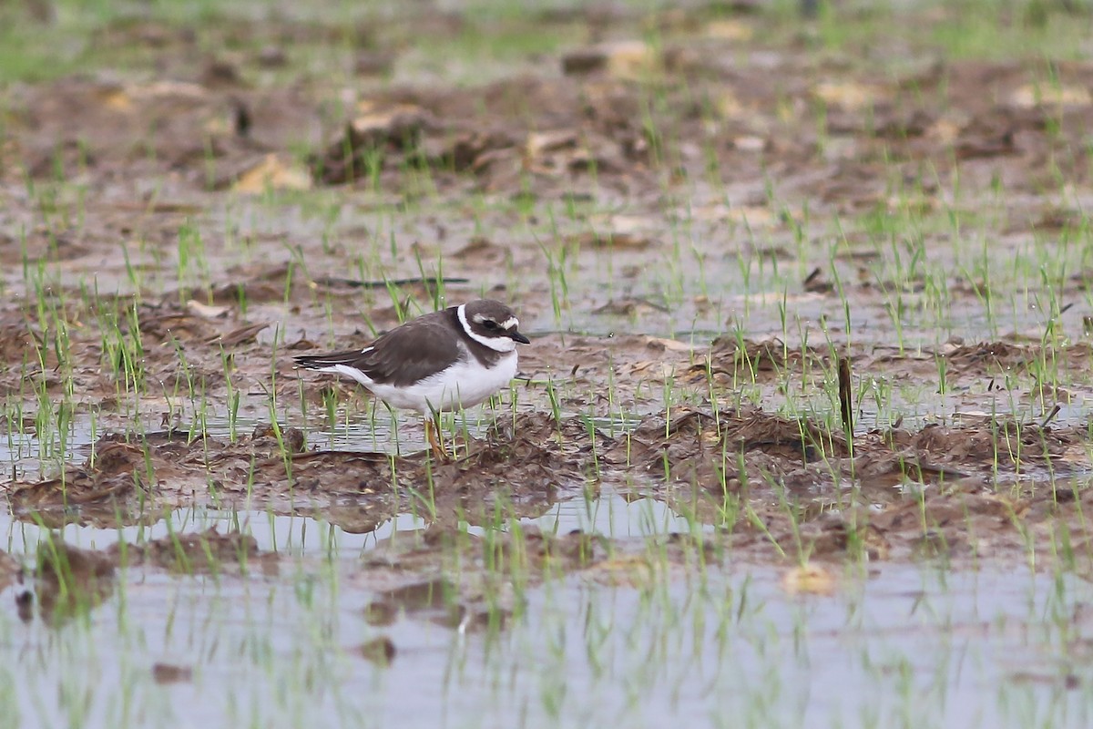 Common Ringed Plover - ML297432541