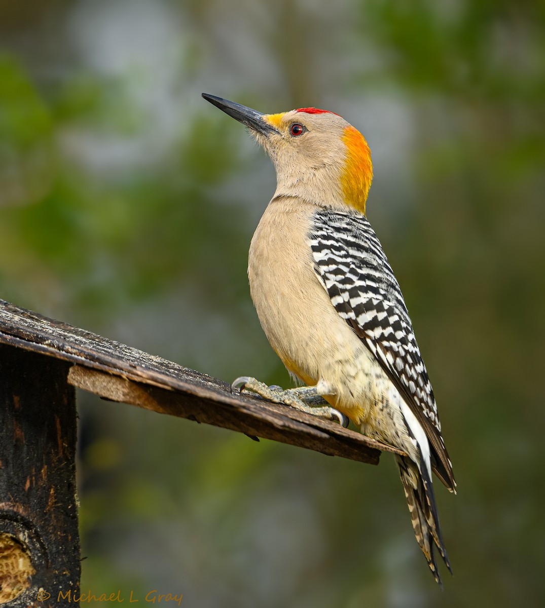 Golden-fronted Woodpecker - Cecilia Riley