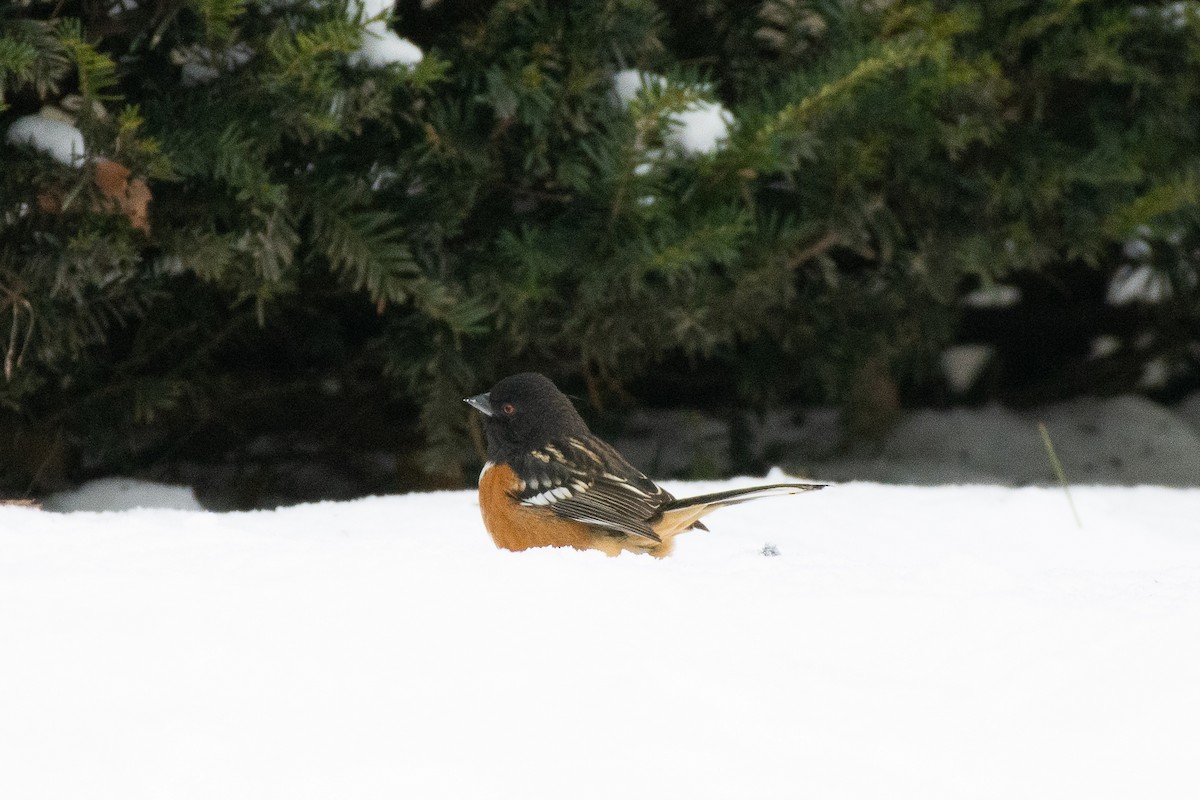 Spotted Towhee - ML297432701