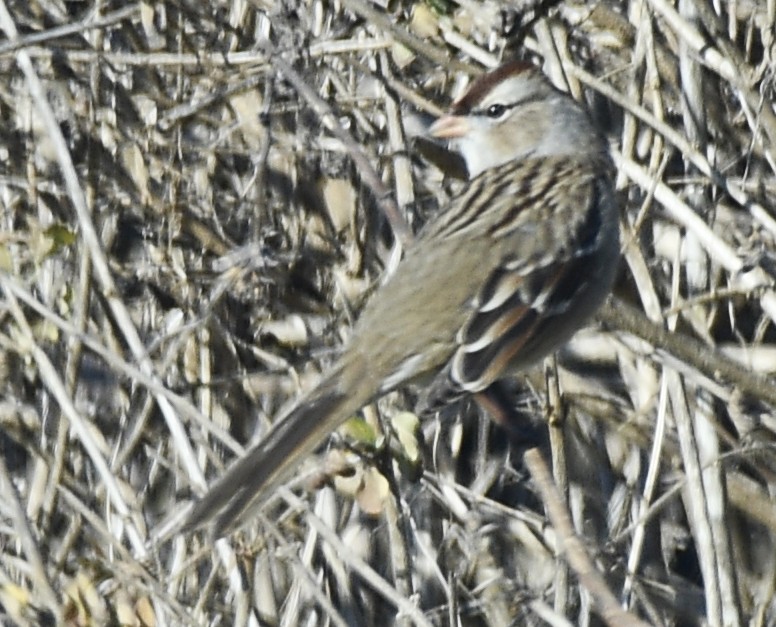 White-crowned Sparrow - Randy Bodkins