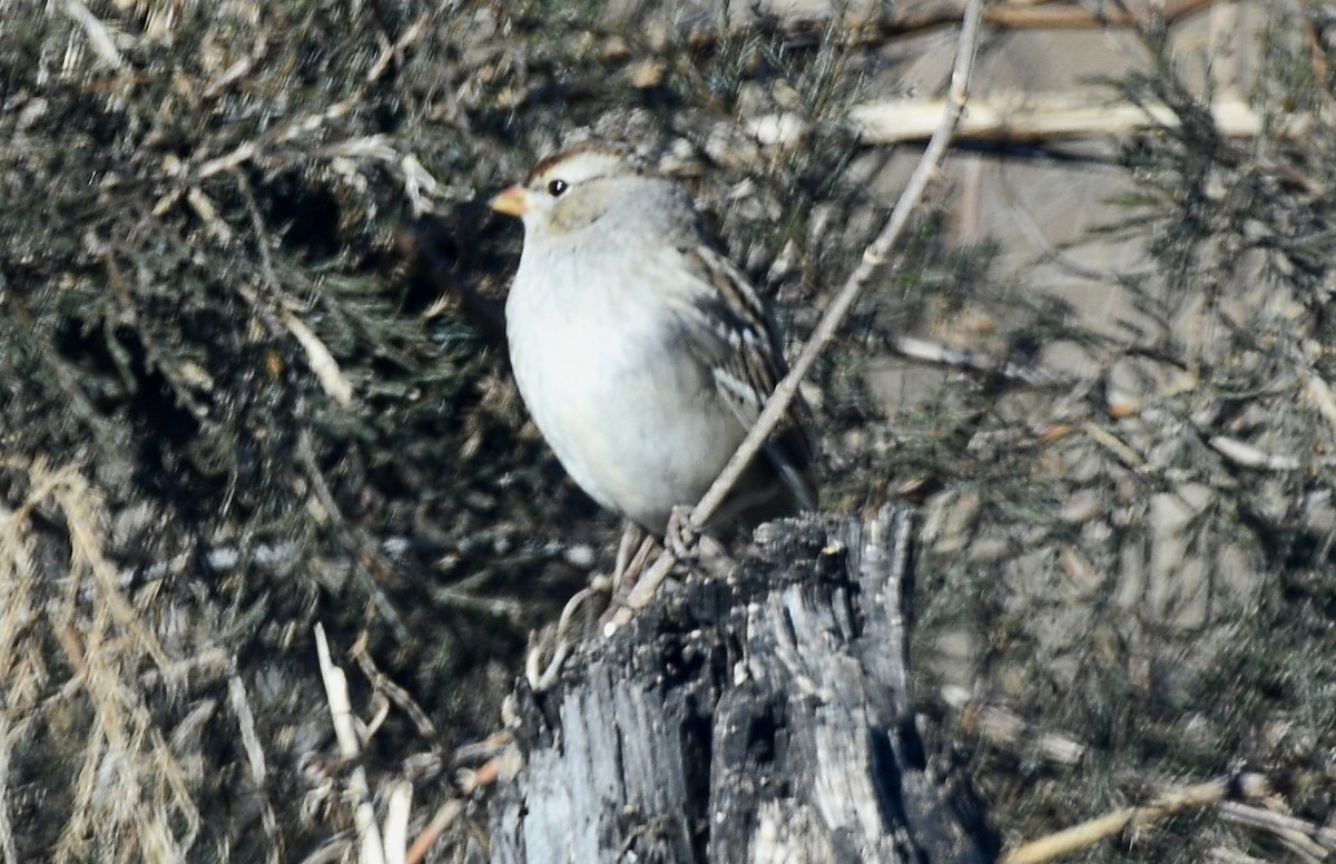White-crowned Sparrow - ML297434721
