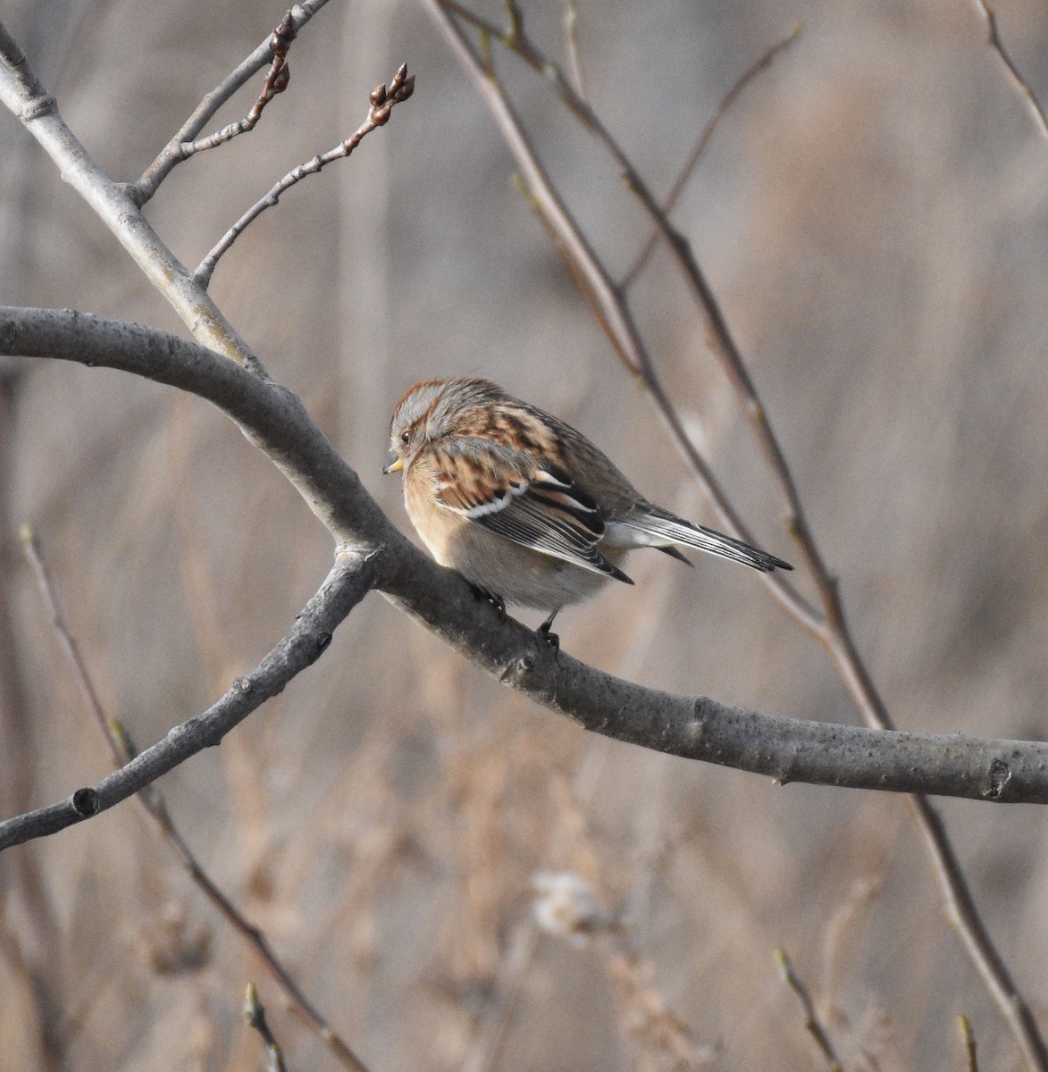 American Tree Sparrow - ML297441311