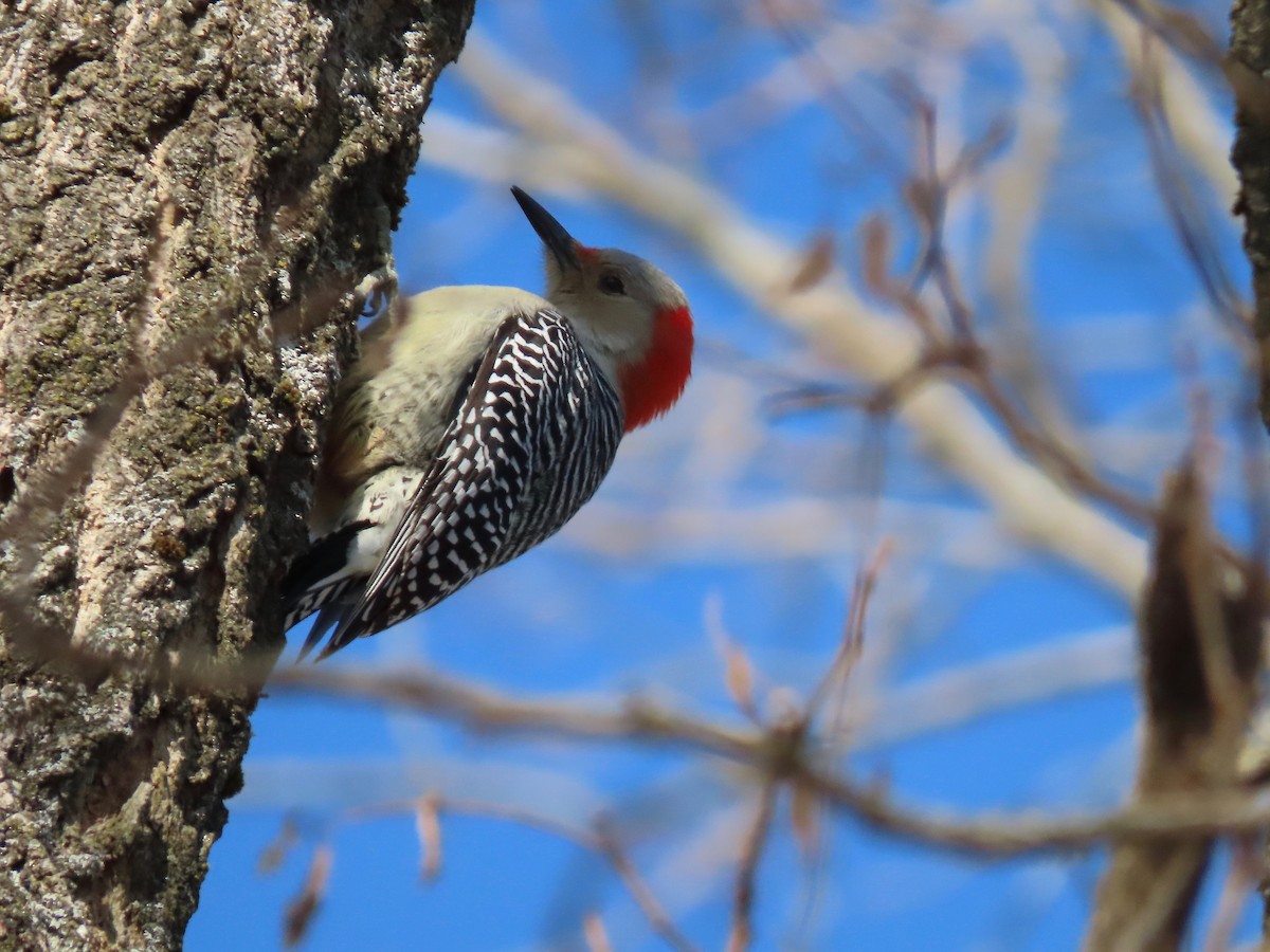 Red-bellied Woodpecker - Marjorie Watson