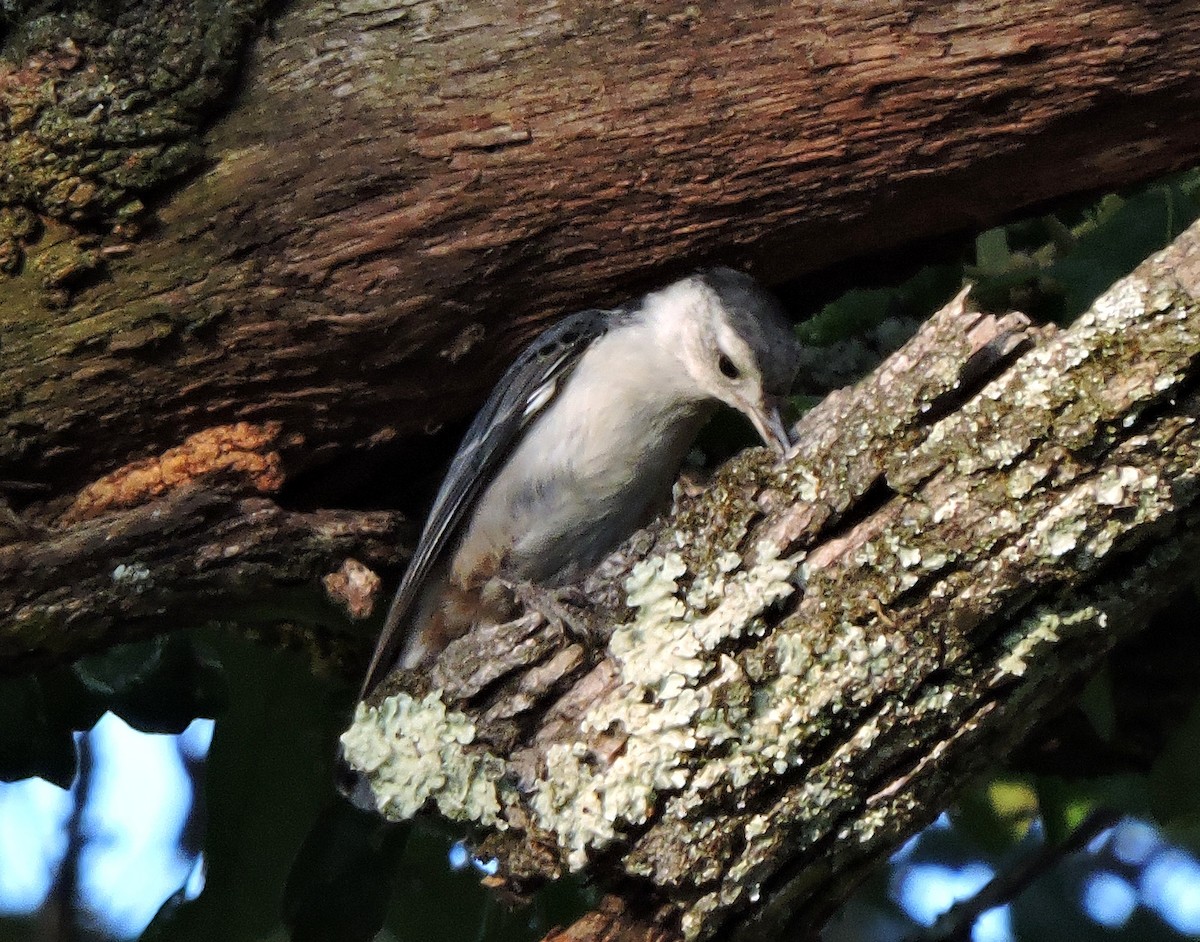 White-breasted Nuthatch - ML29744851