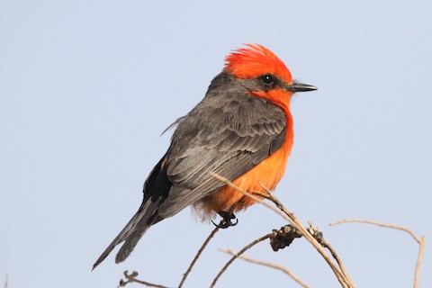 clarks henderson bird