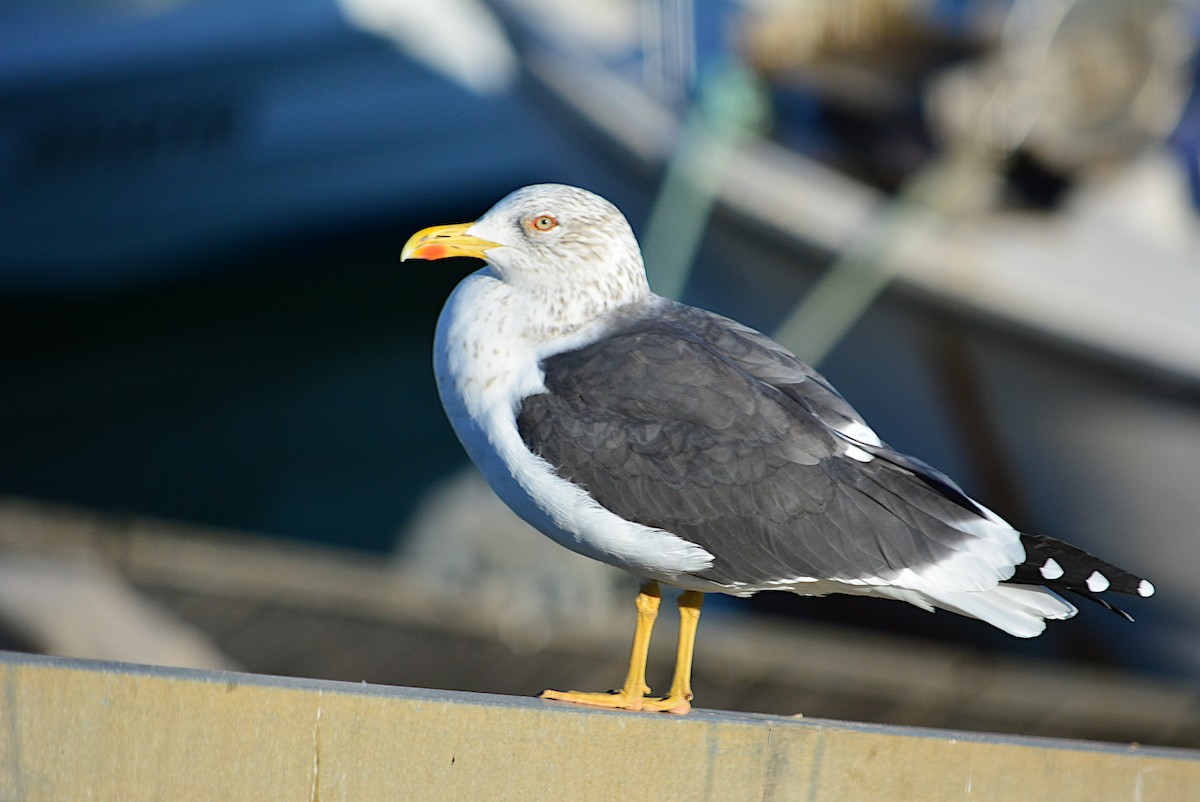 Lesser Black-backed Gull - Paulo Narciso