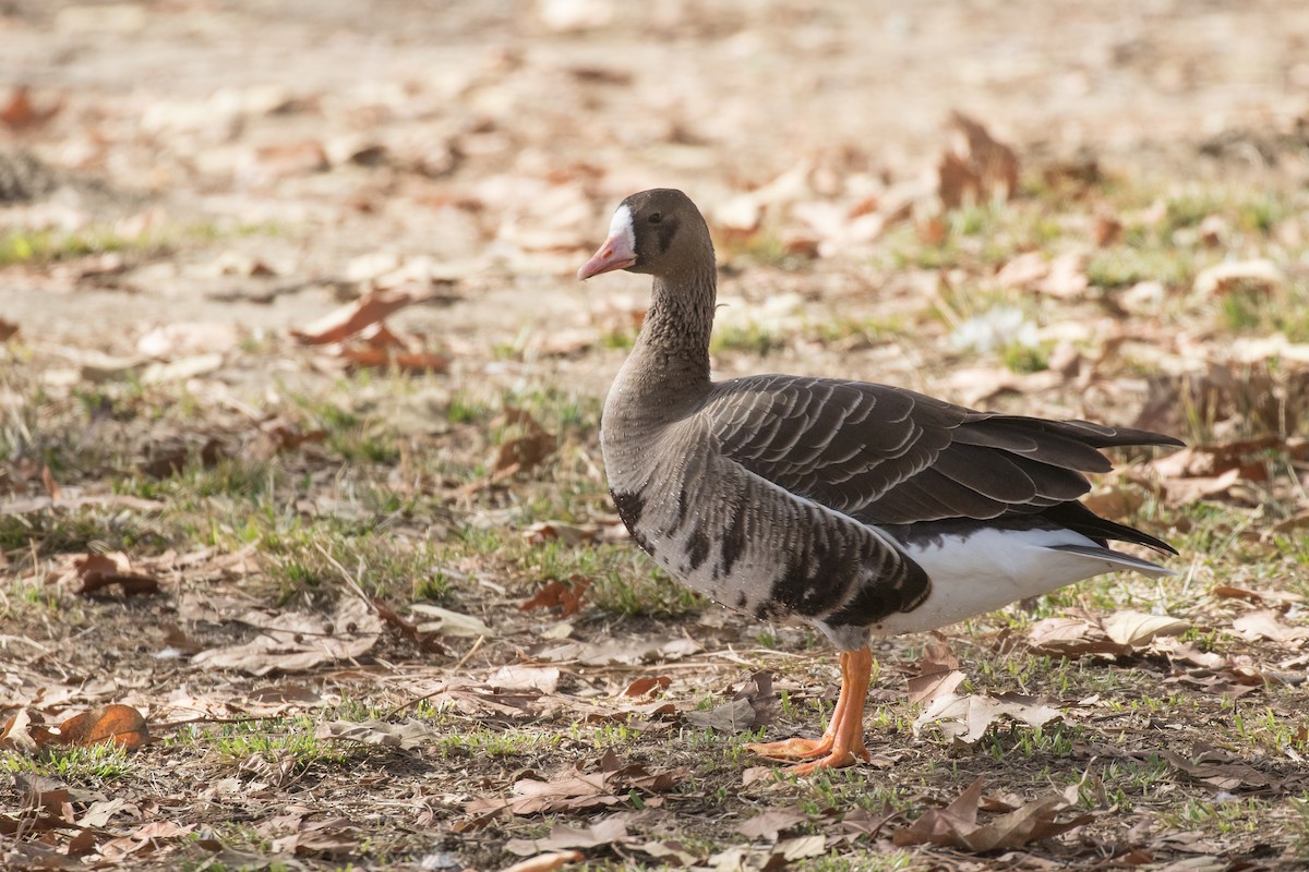 Greater White-fronted Goose - ML297454761