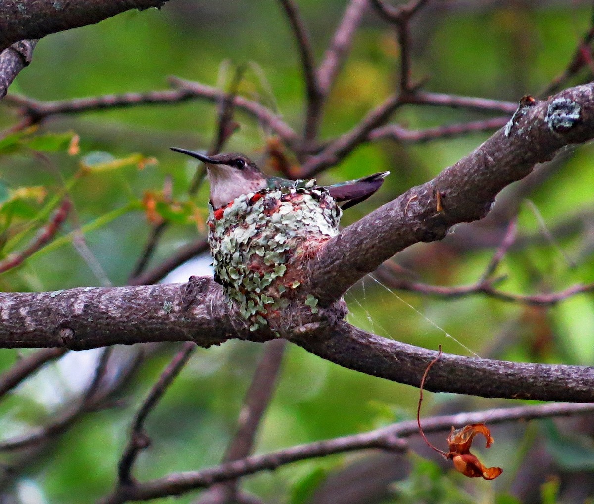 Ruby-throated Hummingbird - Dan Prima