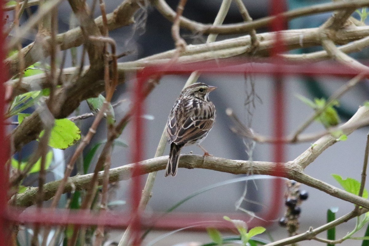 Savannah Sparrow - ML297458581