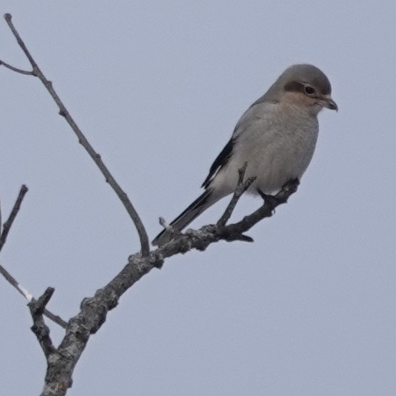 Northern Shrike - mc coburn