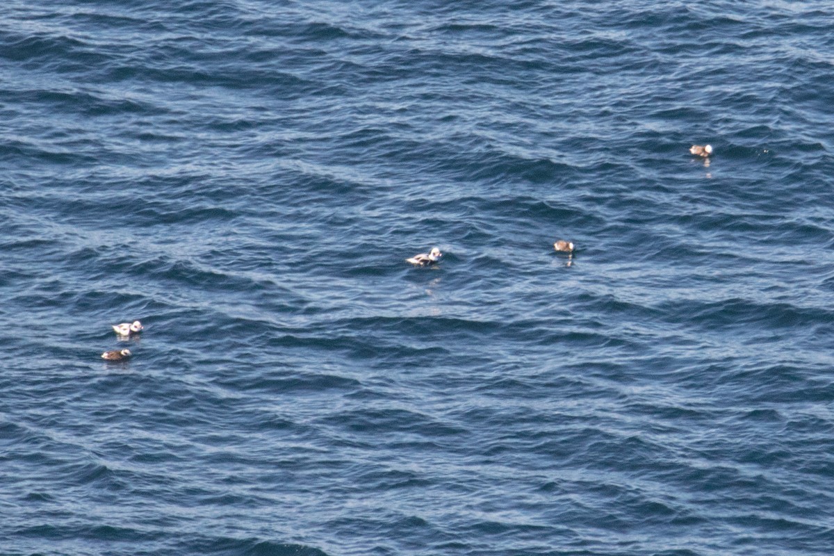 Long-tailed Duck - ML297462811