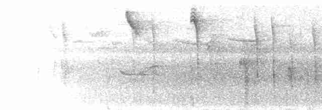 Gray-mantled Wren - ML297471