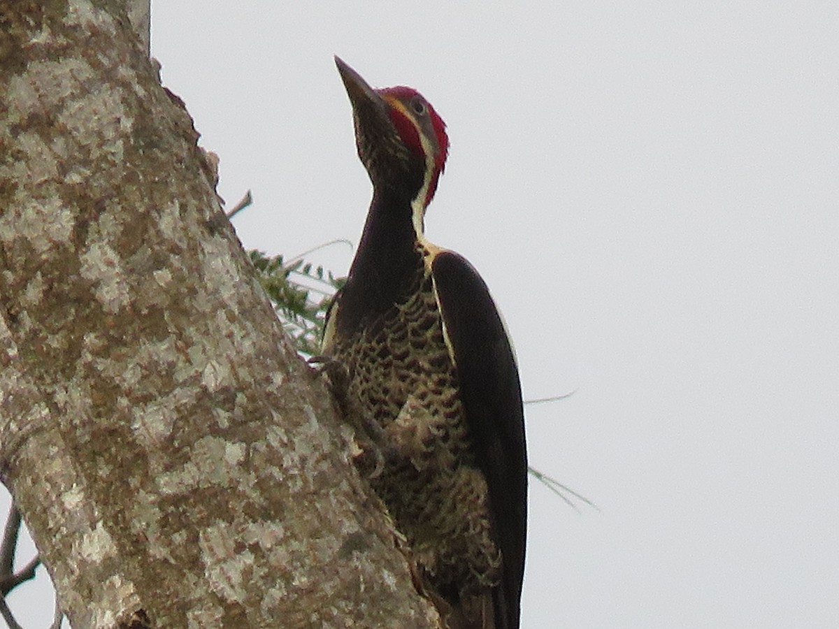 Lineated Woodpecker - katiuska Sicilia