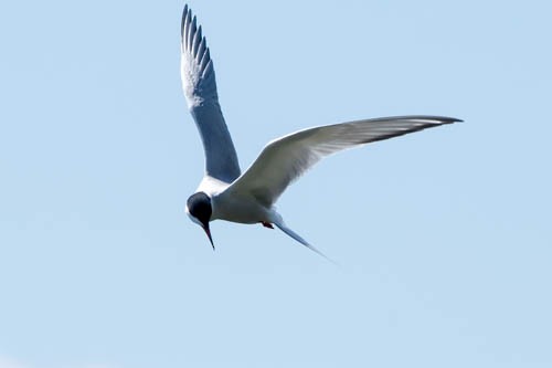 Common Tern - ML29747681
