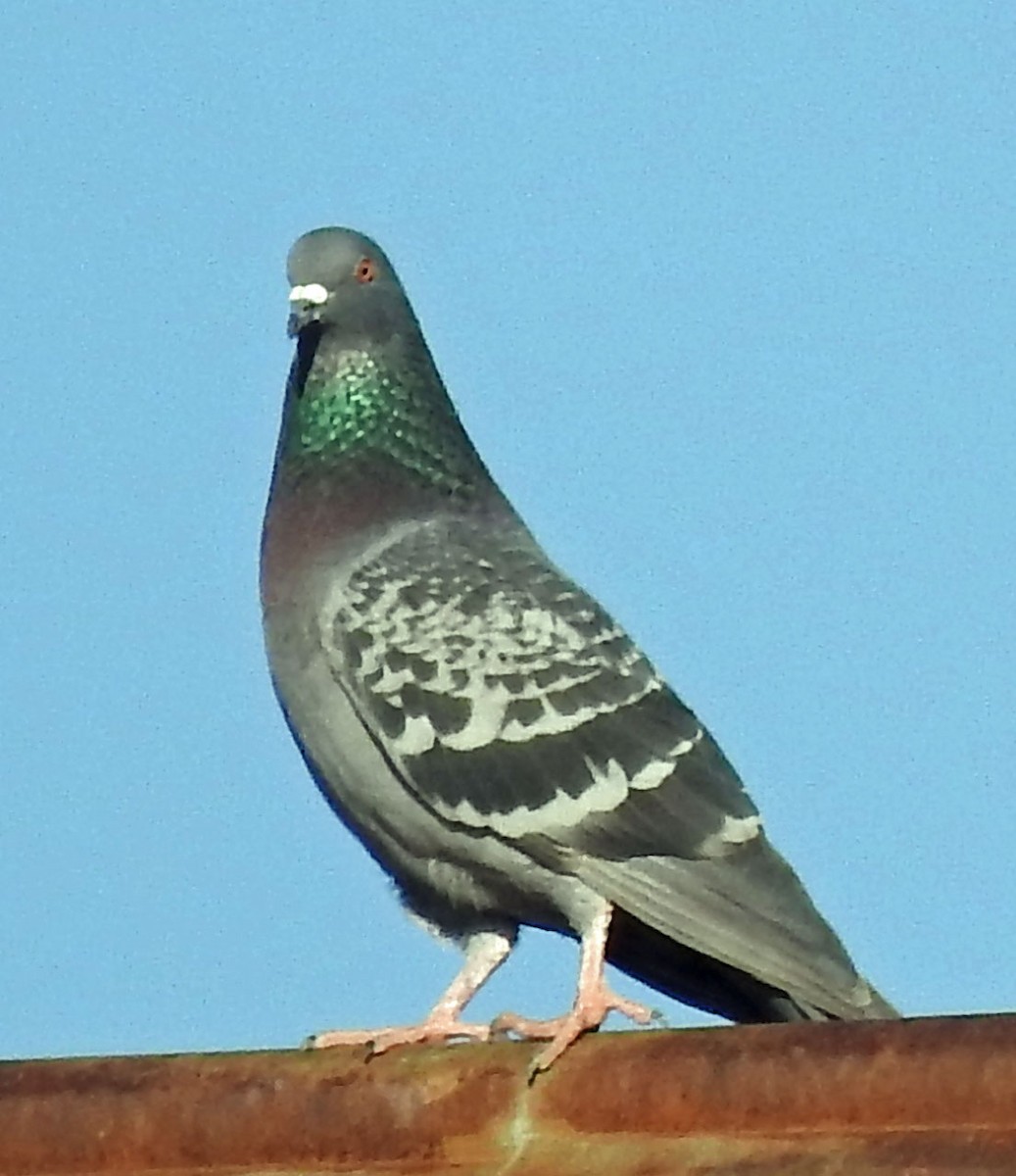 Rock Pigeon (Feral Pigeon) - ML297476871