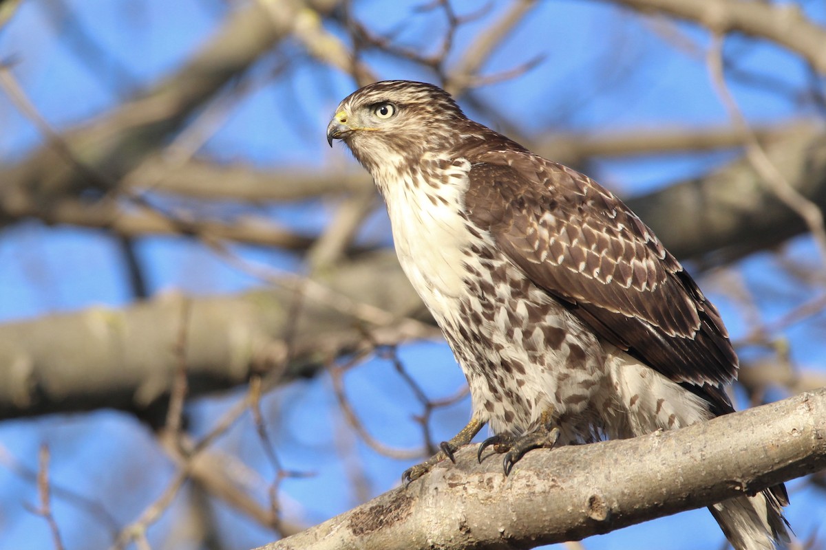 Red-tailed Hawk - ML297477551