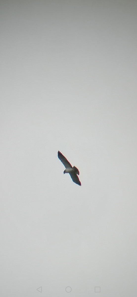 Short-tailed Hawk - ML297479521