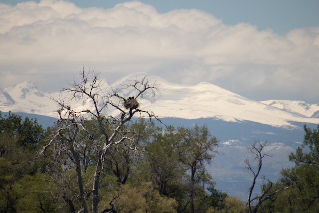 Breeding habitat; Colorado, United States. - Bald Eagle - 