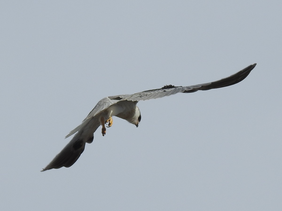 White-tailed Kite - ML297488381