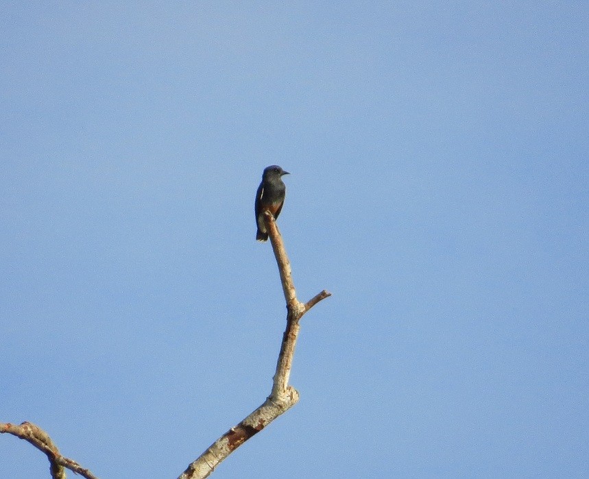 Swallow-winged Puffbird - Róger Rodríguez Bravo