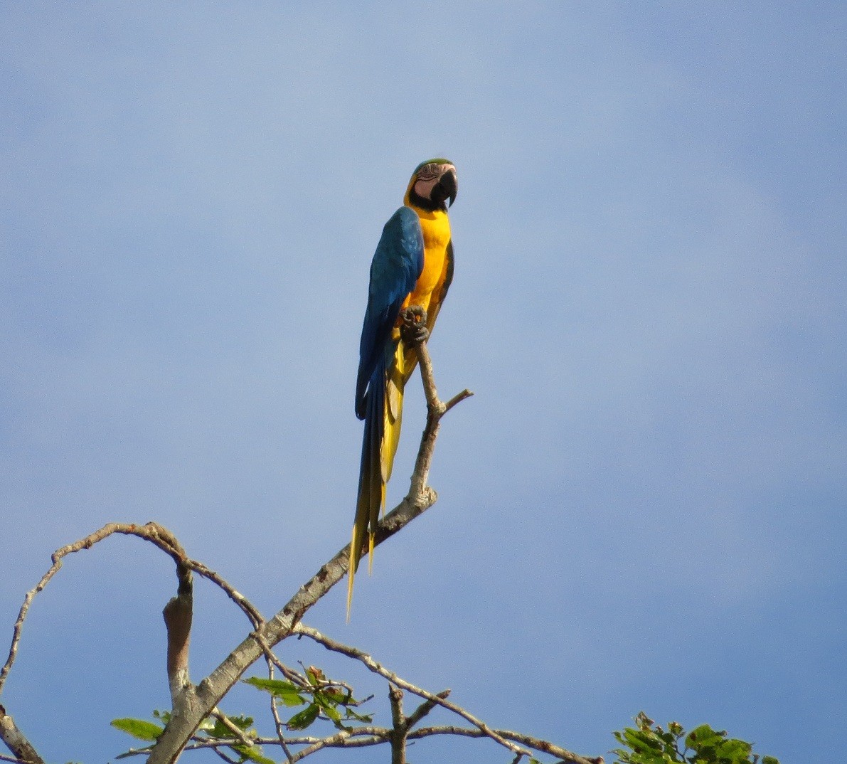 Blue-and-yellow Macaw - ML29749431