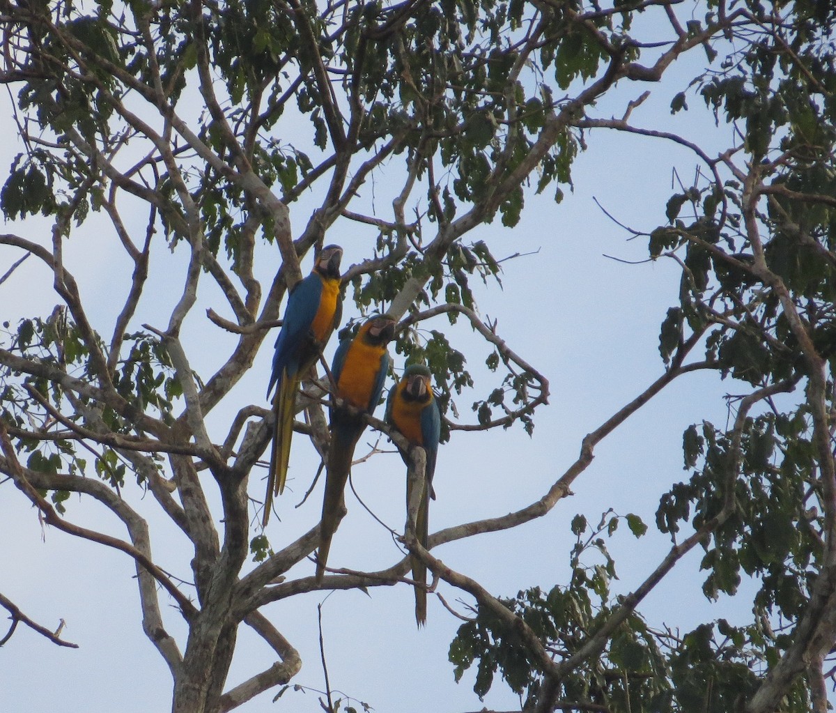 Blue-and-yellow Macaw - ML29749451