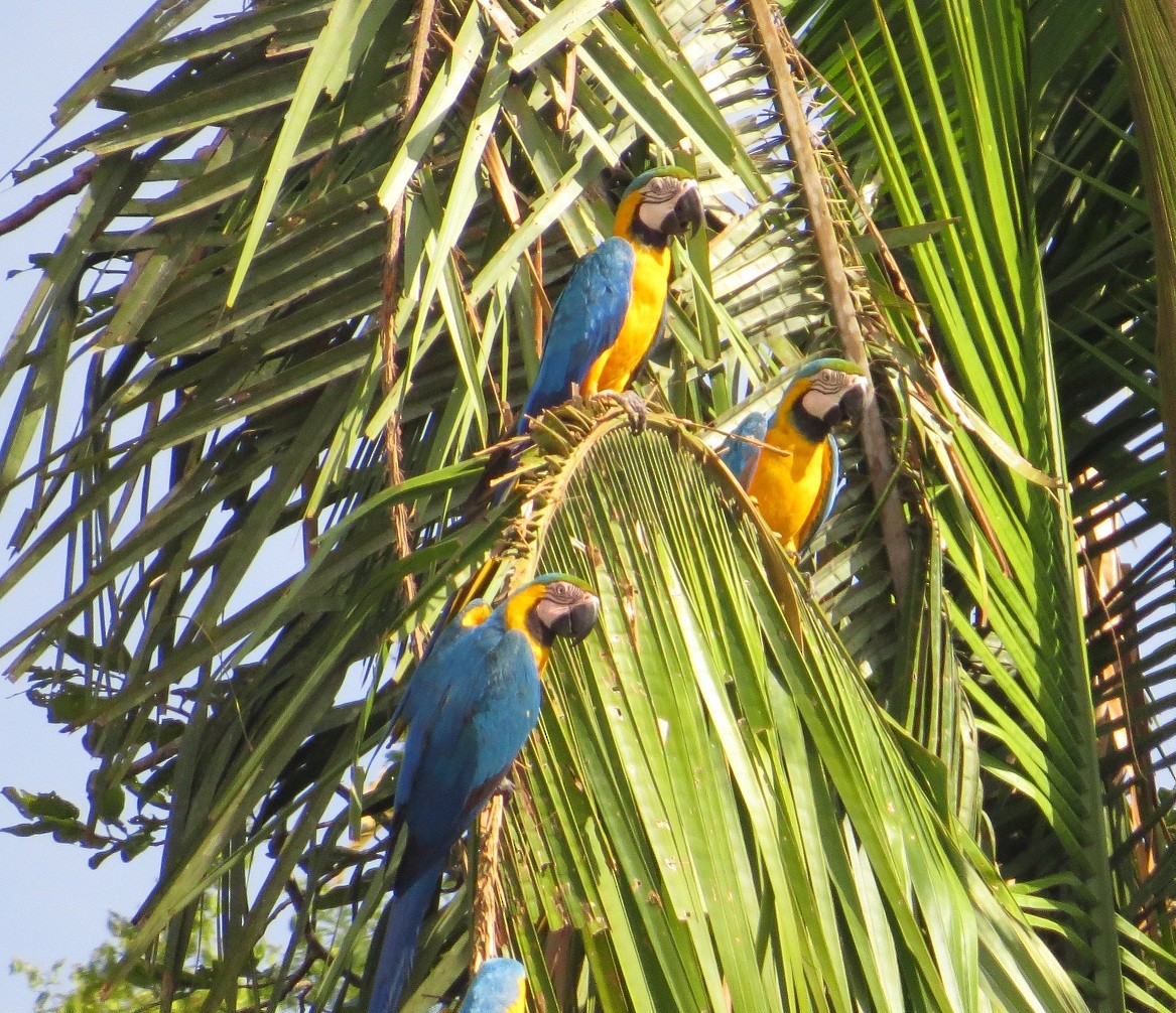 Blue-and-yellow Macaw - ML29749471