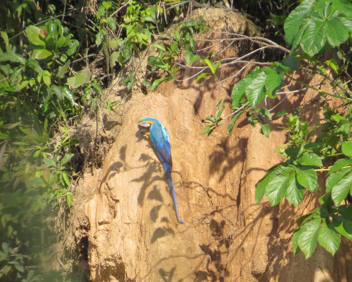 Blue-and-yellow Macaw - Róger Rodríguez Bravo