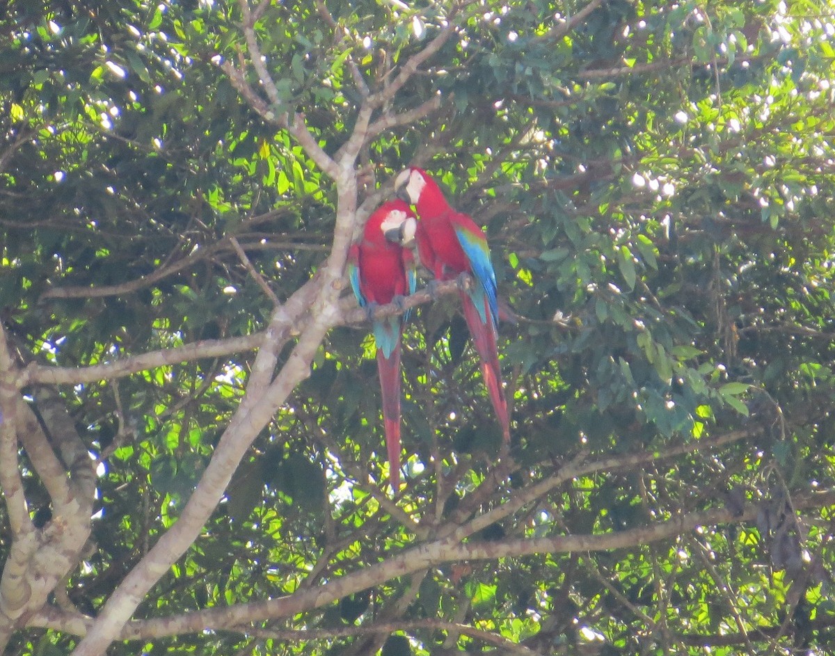 Red-and-green Macaw - Róger Rodríguez Bravo