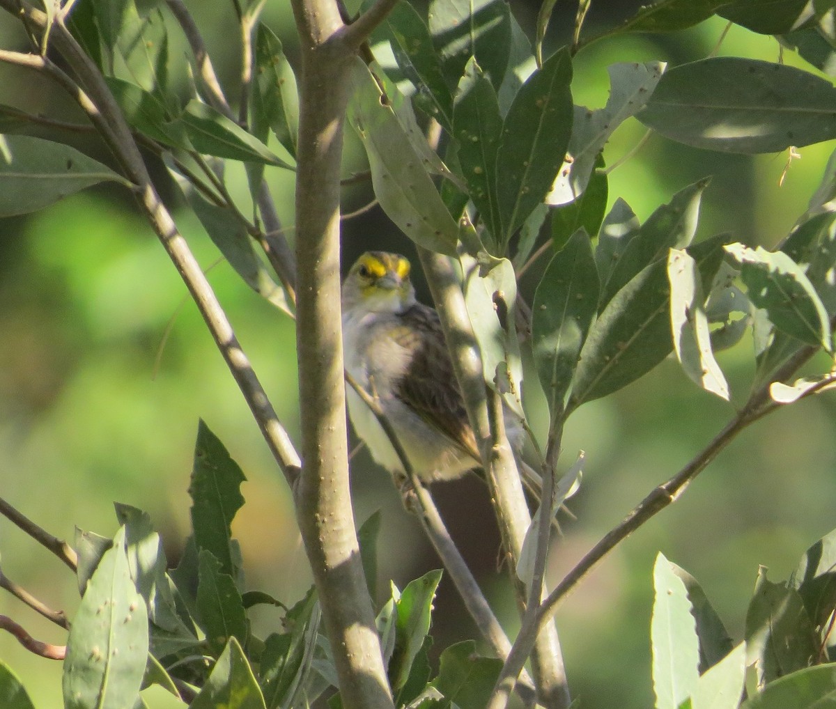 Yellow-browed Sparrow - ML29749971