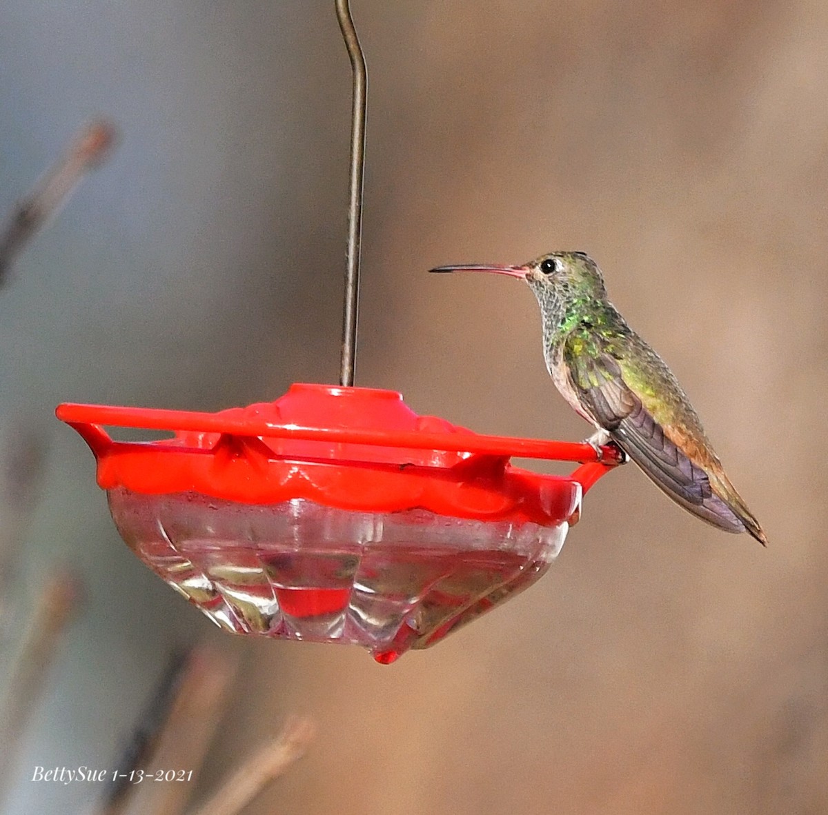 Buff-bellied Hummingbird - Betty Sue Cohen