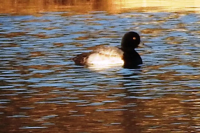 Greater Scaup - ML297517541