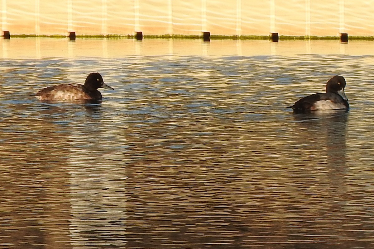 Greater Scaup - ML297517551