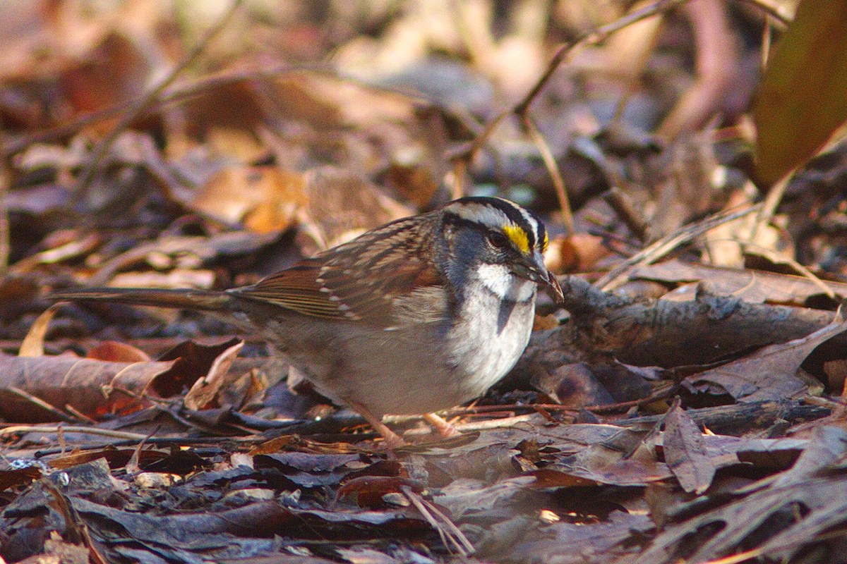 White-throated Sparrow - ML297532821
