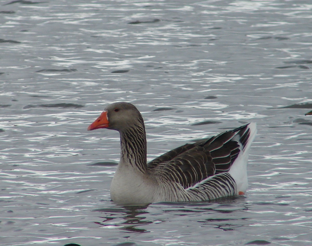 Graylag Goose (Domestic type) - ML297541141