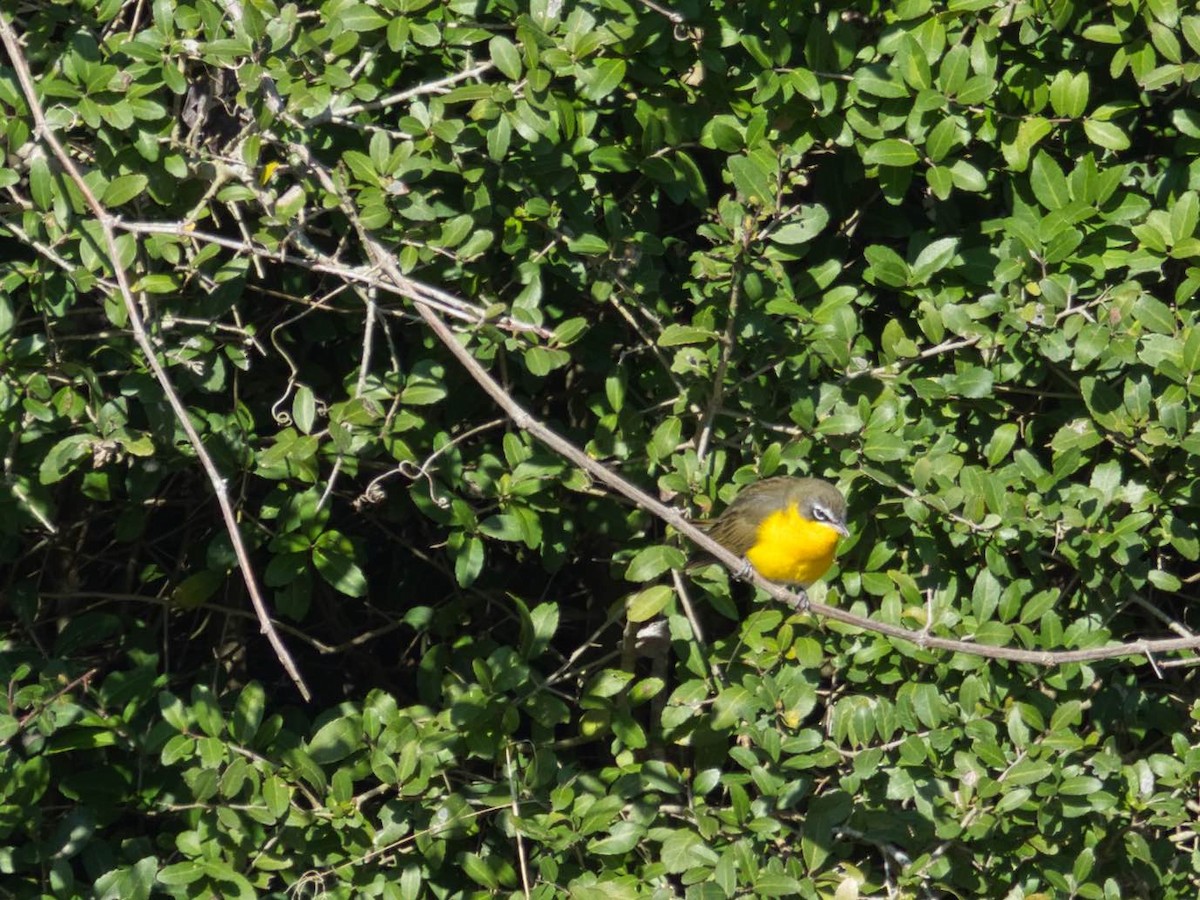Yellow-breasted Chat - ML297541471