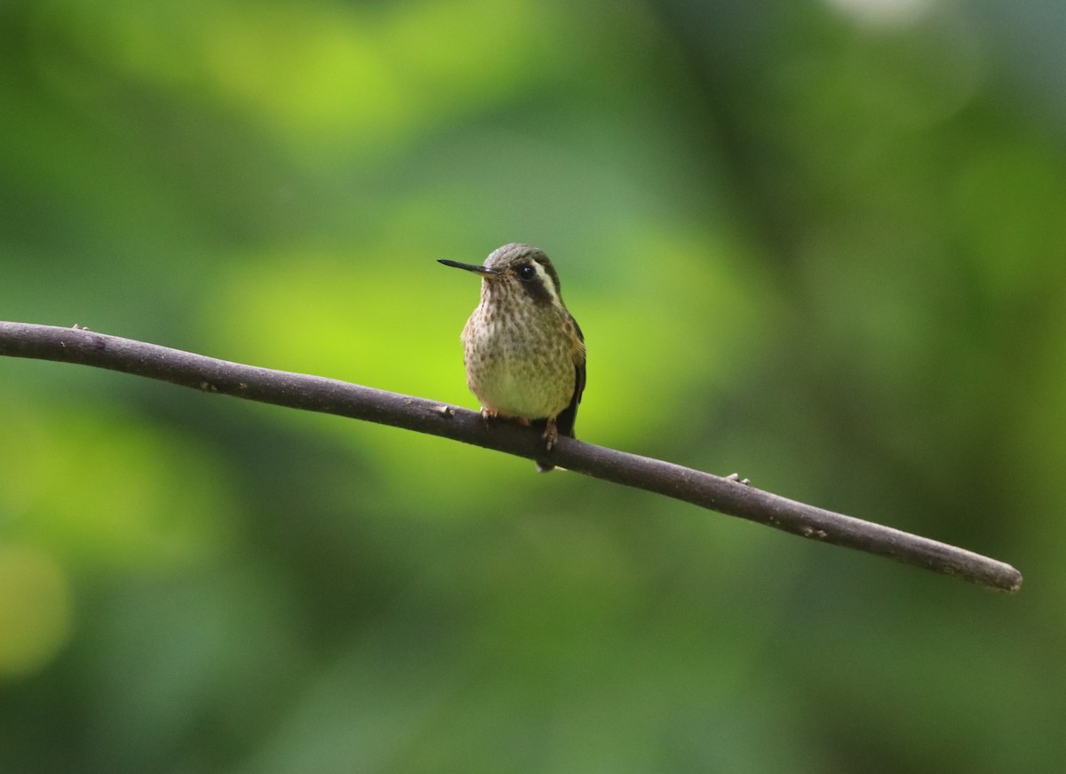 Speckled Hummingbird - Ryo Maie