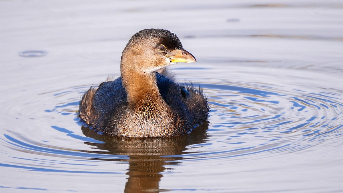 Pied-billed Grebe - Mike Melton