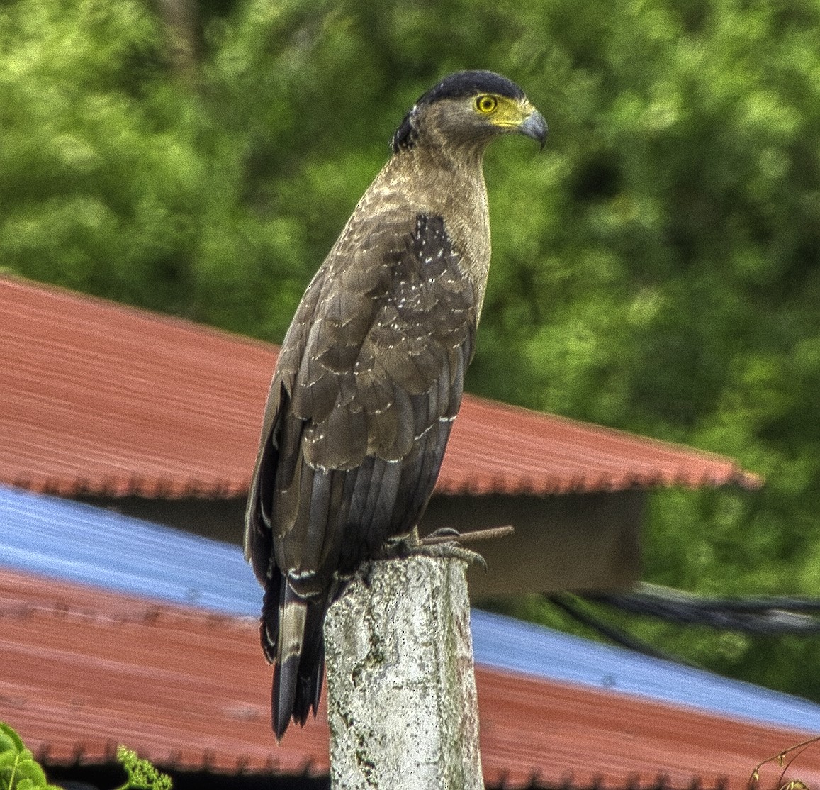Crested Serpent-Eagle - ML297547321
