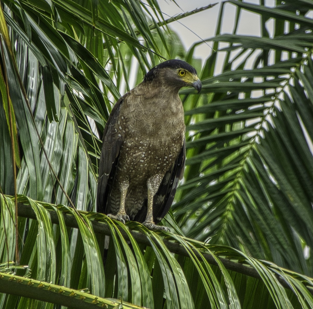 Crested Serpent-Eagle - ML297547351