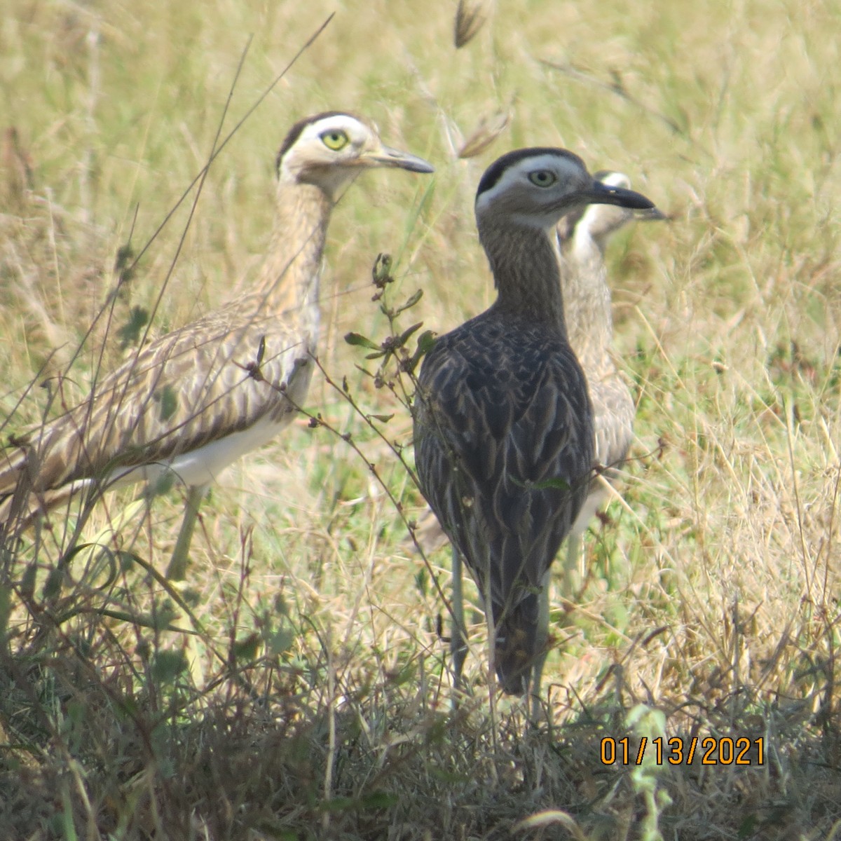 Double-striped Thick-knee - ML297548581