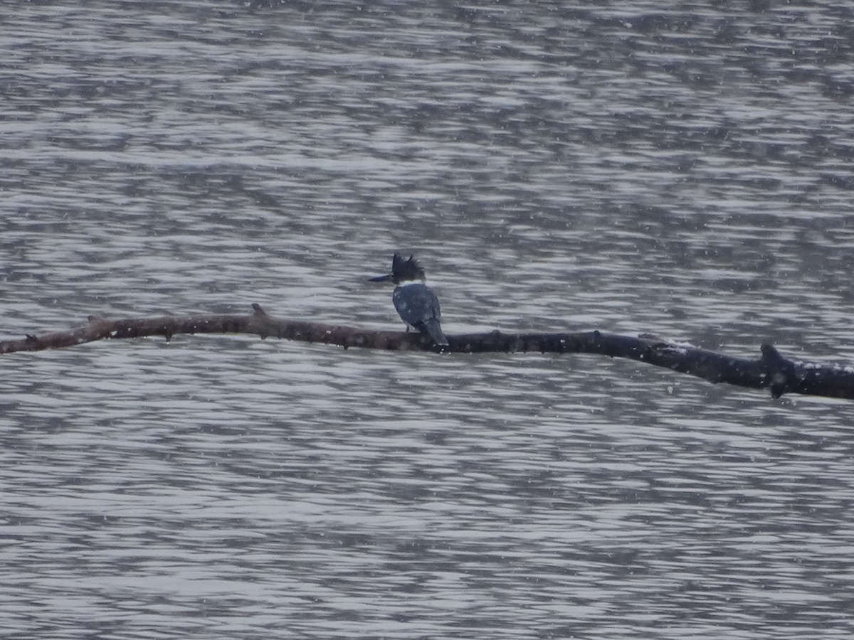 Belted Kingfisher - ML297551161
