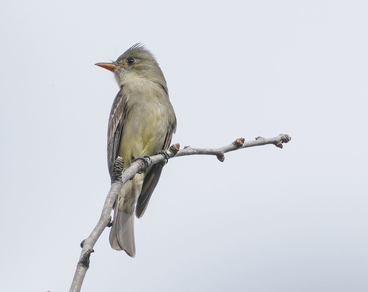 Greater Pewee - ML297551811
