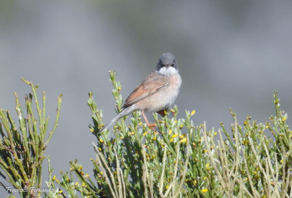 Spectacled Warbler - ML29755251