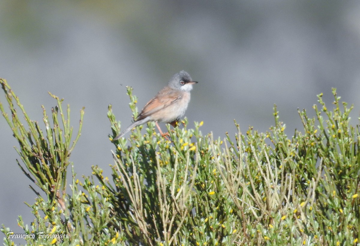 Spectacled Warbler - ML29755261